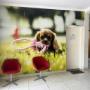 Recepção Consultório Agrobel Pet Shop Jundiaí