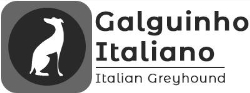 Canil Galguinho Italiano - Flor do Tijuco