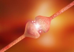 Dr. Marcelo Xavier, Neurocirurgia/ Neurologia