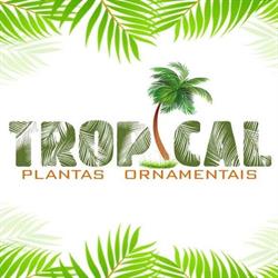 Tropical Plantas Ornamentais