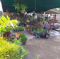 PLANTAS COM ARTE