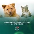 Especialista em cão e gato