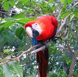 Amazon Gero Tours