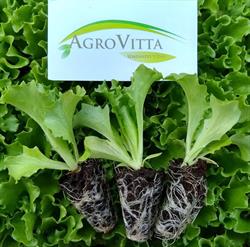Viveiro de Mudas Agro Vitta