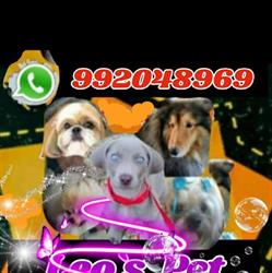 Leo's Pet - Hora do banho