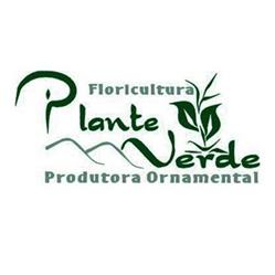 Floricultura Plante Verde Produtos Ornamentais