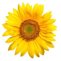 Florescer