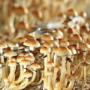 Psilocybe cubensis