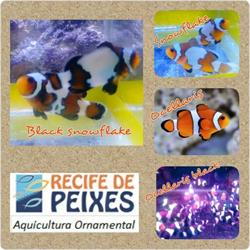 Recife de peixes