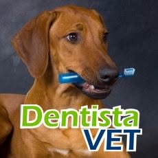 Dentistavet Odontologia Veterinária