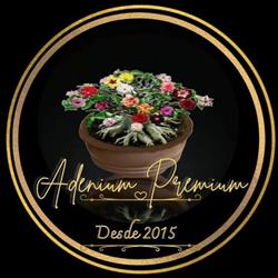 Adenium Premium Flores e Rosas do Deserto.
