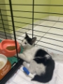 veterinária pedreira 10