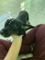 veterinária pedreira 14