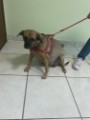 veterinária pedreira 15
