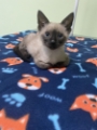 veterinária pedreira 16