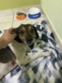 veterinária pedreira 20