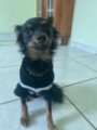 veterinária pedreira 21