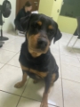 veterinária pedreira 24