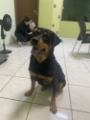 veterinária pedreira 25