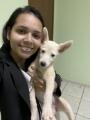 veterinária pedreira 26