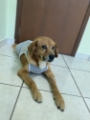 veterinária pedreira 6