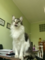 veterinária pedreira 7