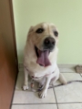 veterinária pedreira 9