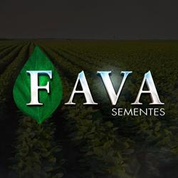 Fava Sementes