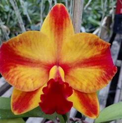 Solar das Orquideas