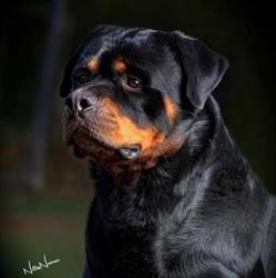 Canil Von Semble - Rottweiler