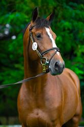Haras Cataratas