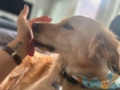 hospedagem pet