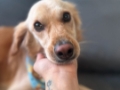 Pet Sitter