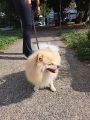 Agende agora mesmo o serviço de Dog Walker da Pet it