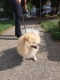 dog-walker-em-sao-paulo