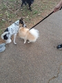 Dog Walker