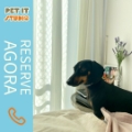 Vai viajar e ainda não sabe onde deixar seu cãozinho