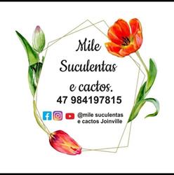 Mile suculentas e cactos