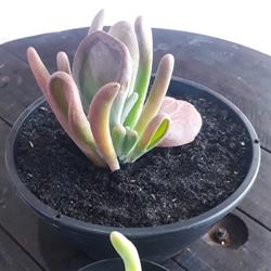 House Garden Suculentas