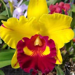 Orquidário Flor de Seda