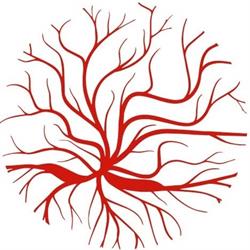 Dra Maria Luisa Giannella - Vascular