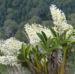 Zanin Orquídeas