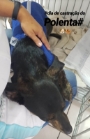 Consultório Veterinário Dra Grace Lima Veterinário em domicílio Campinas