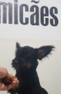 Consultório Veterinário Dra Grace Lima Veterinário em domicílio Campinas