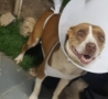 Consultório Veterinário Dra Grace Lima Veterinário em domicílio Campinas