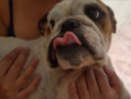 Consultório Veterinário Dra Grace Lima Veterinário em domicílio Campinas