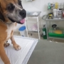 Consultório Veterinário Dra Grace Lima Veterinário em domicílio Campinas