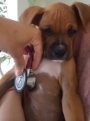 Consultório Veterinário Dra Grace Lima Veterinário em domicílio Campinas