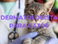 DERMATOLOGISTA PARA GATOS