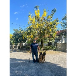 Adestrador de cães mesquita